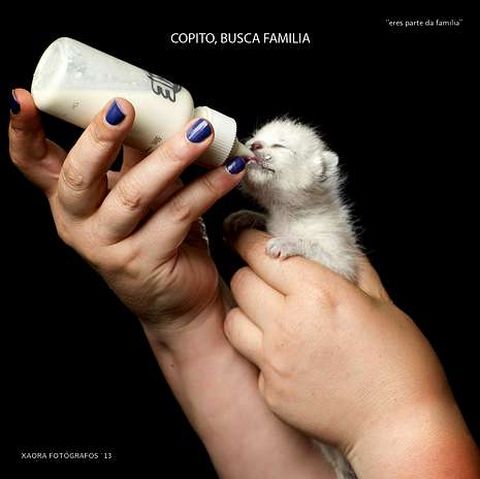 Imagen, tambi�n el concurso, de Copito, un siam�s reci�n nacido.