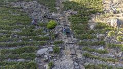 Tareas de vendimia durante la pasada campa�a en As Borreas, en la ribera de Doade