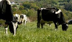 La producci�n en zona de monta�a se prima m�s por la dificultad.