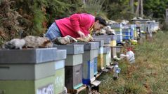 Colmenares en la parroquia de Cu��a, en Ortigueira, en una fotograf�a de archivo