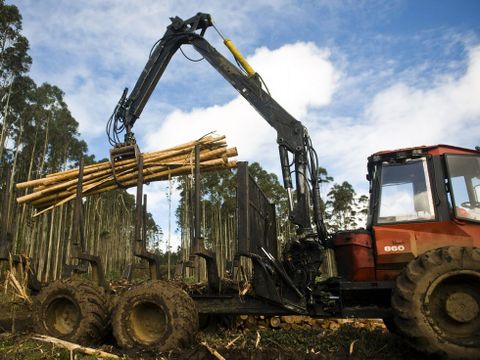 Trabajos forestales en la zona, en una imagen de archivo. 