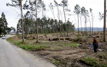 Las continuas talas de eucalipto han transformado totalmente la imagen de la zona de acampada.