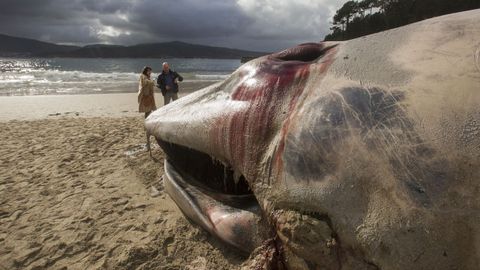 Es la segunda ballena que vara en los arenales de la Costa da Morte esta semana, tras la de Nemia (Muxa).