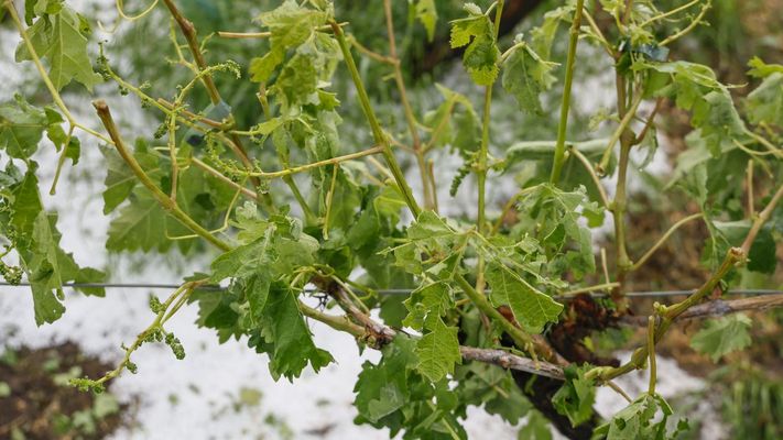 As� qued� el vi�edo tras la granizada que cay� en Castrelo de Mi�o