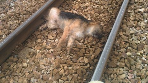 Coco, el perro atropellado por un tren en Trema�es