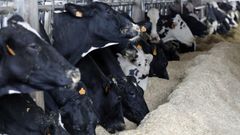 Vacas en una explotaci�n agraria, en una imagen de archivo