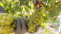 Jumilla fue una de las denominaciones de origen que ya comenz&oacute; a vendimiar