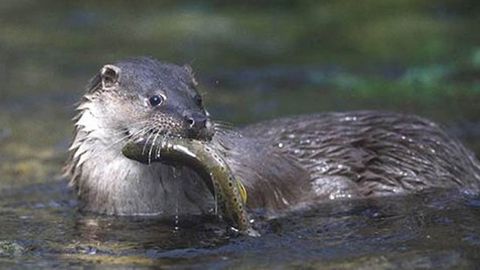 Nutria: Son m�s propias de agua dulce, pero se encontraron dos en el mar.