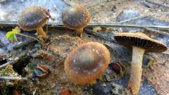 Setas de O Courel que no estaban catalogadas en la pen�nsula Ib�rica y en Galicia