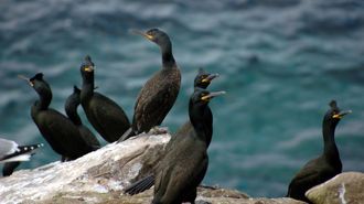 Cormoranes mo�udos