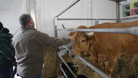 Feria de ganado ExpoLugo, junto a O Vello Cárcere