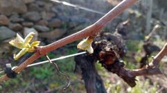 Brotes en un vi�edo de la ribera de Eivedo, en Vilach� de Salvadur