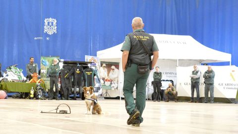 Efectivos caninos con la Guardia Civil en Pontedeume. 