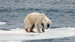 Imagen de archivo de un oso polar
