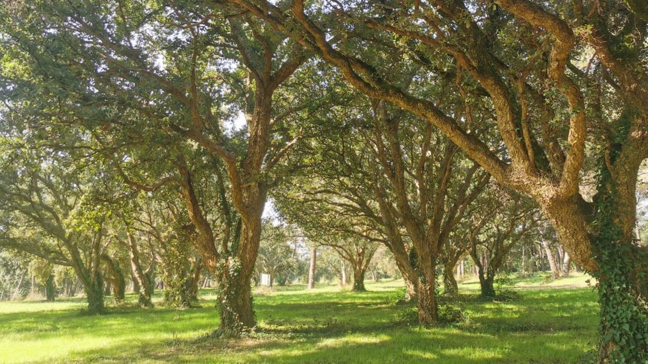 La desconocida joya natural de O Rosal que quiere ser protegida