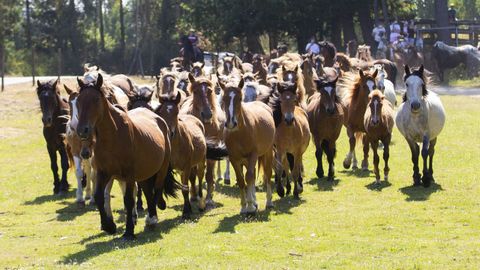 No hubo rapa, pero los caballos del Monte Faro bajaron a su desparasitaci�n