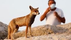 Un hombre con m�scara protectora observa a un zorro en la ciudad de Ashkelon, en el sur de Israel