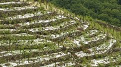 Una granizada arrasa cultivos en Chantada