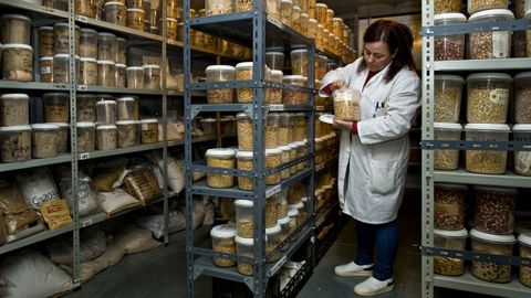 La c�mara de germoplasma del Centro de Investigaci�ns Agrarias de Mabegondo guarda 4.500 variedades distintas 