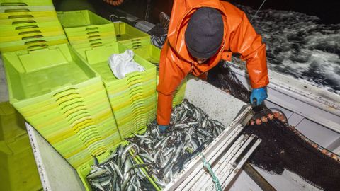 Un tripulante de un cerquero gallego seleccionando sardinas capturadas en la Costa da Morte