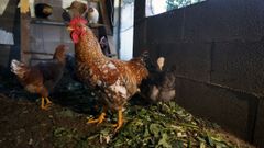 Las gallinas de toda Espaa seguirn encerradashasta que mejoreel riesgo por gripe aviar