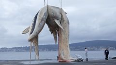 Espectacular retirada de una ballena de 20 metros en el puerto de Mar�n