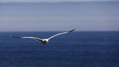 Gaviota sobrevolando el mar en Foz