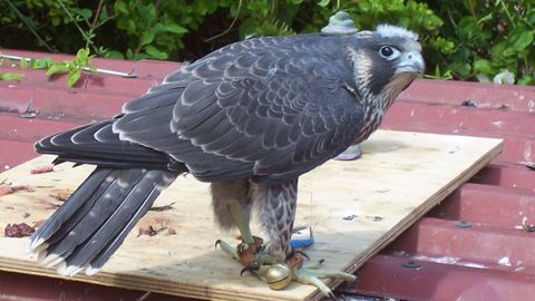 Halc�n peregrino (Falco peregrinus)
