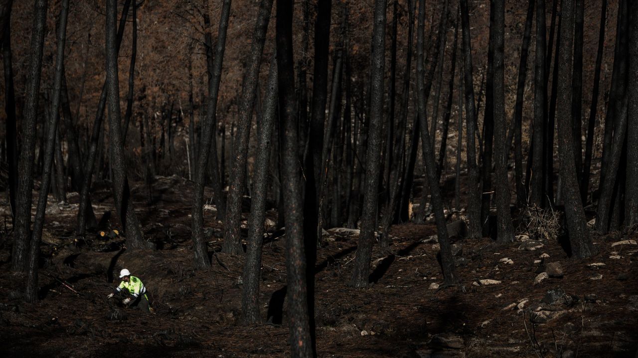 Los incendios del Xurés favorecen de forma inesperada a las aves más amenazadas