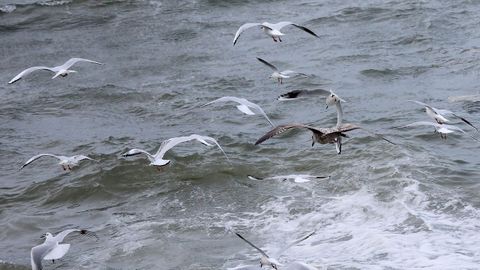Gaviotas en el entorno del puerto de Tragove, Cambados