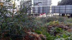 Vegetaci�n en un solar ubicado entre la carretera de la Costa y la calle Aller, en pleno centro de Gij�n