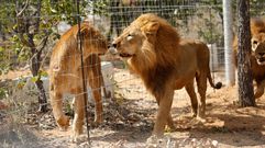 El largo periplo de los 33 leones