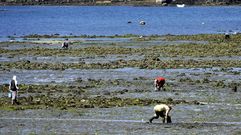 Vista de mariscadores furtivos en A Malata