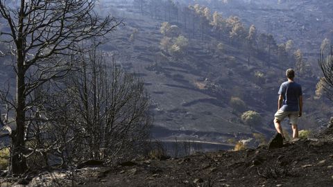 Un hombre, observando uno de los pinares arrasados por el incendio de Burgohondo (�vila).
