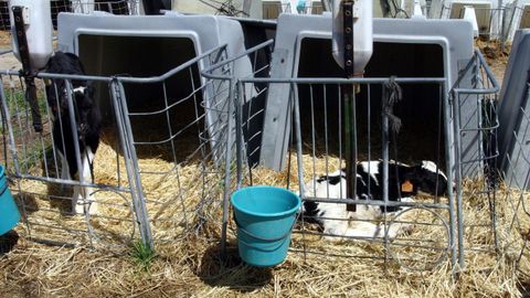 Imagen de archivo de unos terneros de recr&iacute;a en una granja de Madrid