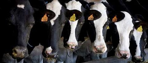 Hasta los c�lculos m�s optimistas dan por hecho que la mayor�a de los productores gallegos se exceder� de su cuota. 