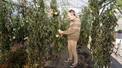 Manuel Valn, director del CFEA ribadense, en la plantacin de tomates del centro
