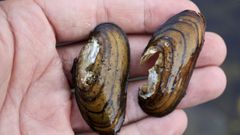 Algunos ejemplares de mejillones que se pueden encontrar en el Mi�o a su paso por Lugo