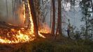 Las llamas prenden en varios rboles en Beade, en Ourense, este sbado.