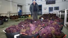 Fotograf�a de archivo de erizo en la lonja de Agui�o