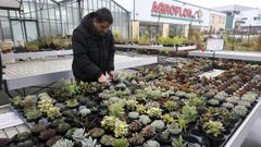En sus instalaciones venden casi cauqluier tipo de plantas: desde cactus hasta �rboles frutales.