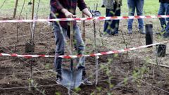 Plantaci�n de �rboles, en archivo.