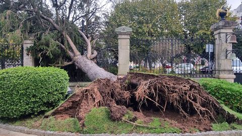 rboles cados en Vigo. 