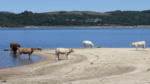 Varias vacas se refrescan en el embalse de Salas, muy bajo de capacidad, en el concello de Mu��os.