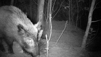 El estudio del colectivo Anabam, que se bas� en t�cnicas de fototrampeo, estima que a finales de a�o habr�a en el Trega entre 4 y 6 ejemplares por kil�metro cuadrado, una cifra �se sit�an na franxa superior dos valores medios descritos para Galicia�.