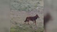 Pareja de lobos en Ar�ns