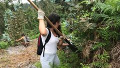 Retirada de especies invasoras en las orillas del r�o Oitav�n, en A Lama