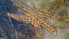 La estrella de mar espinosa