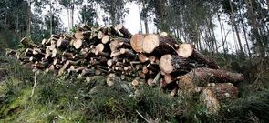 El Concello debe decidir si paraliza cautelarmente o permite que prosiga la extracci�n de madera.
