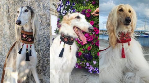 De izquierda a derecha: Tiger, Cuba y Cata